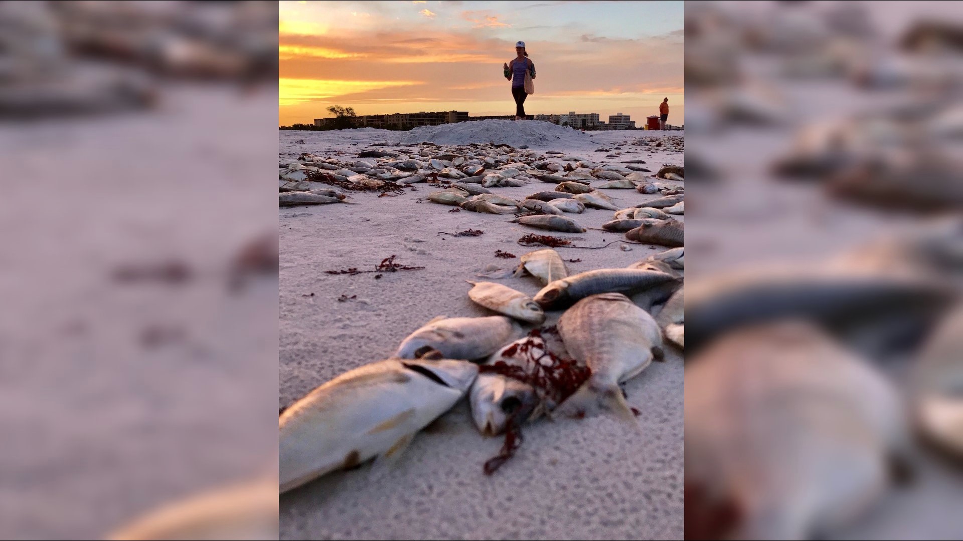 Thousands of dead fish, eels wash up on Siesta Key Beach as red tide