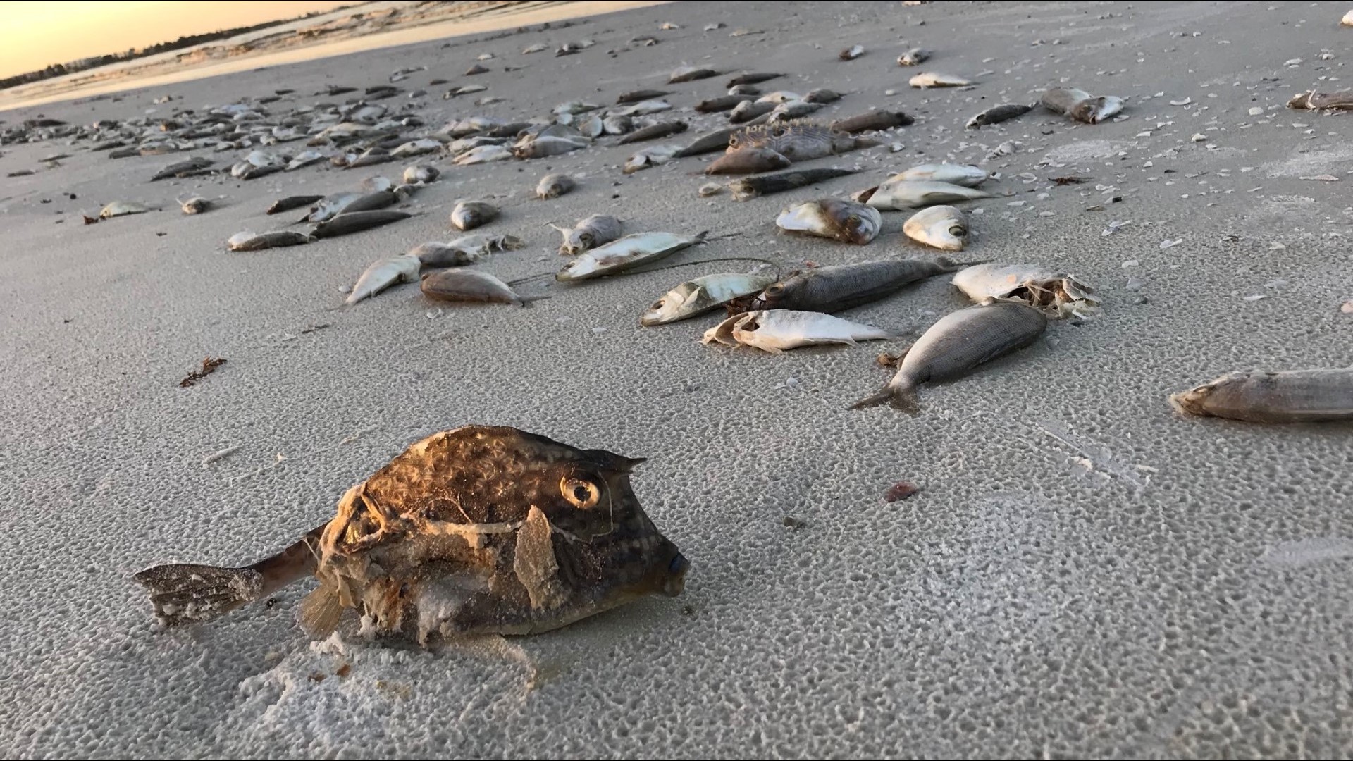 Thousands Of Dead Fish, Eels Wash Up On Siesta Key Beach As Red Tide ...