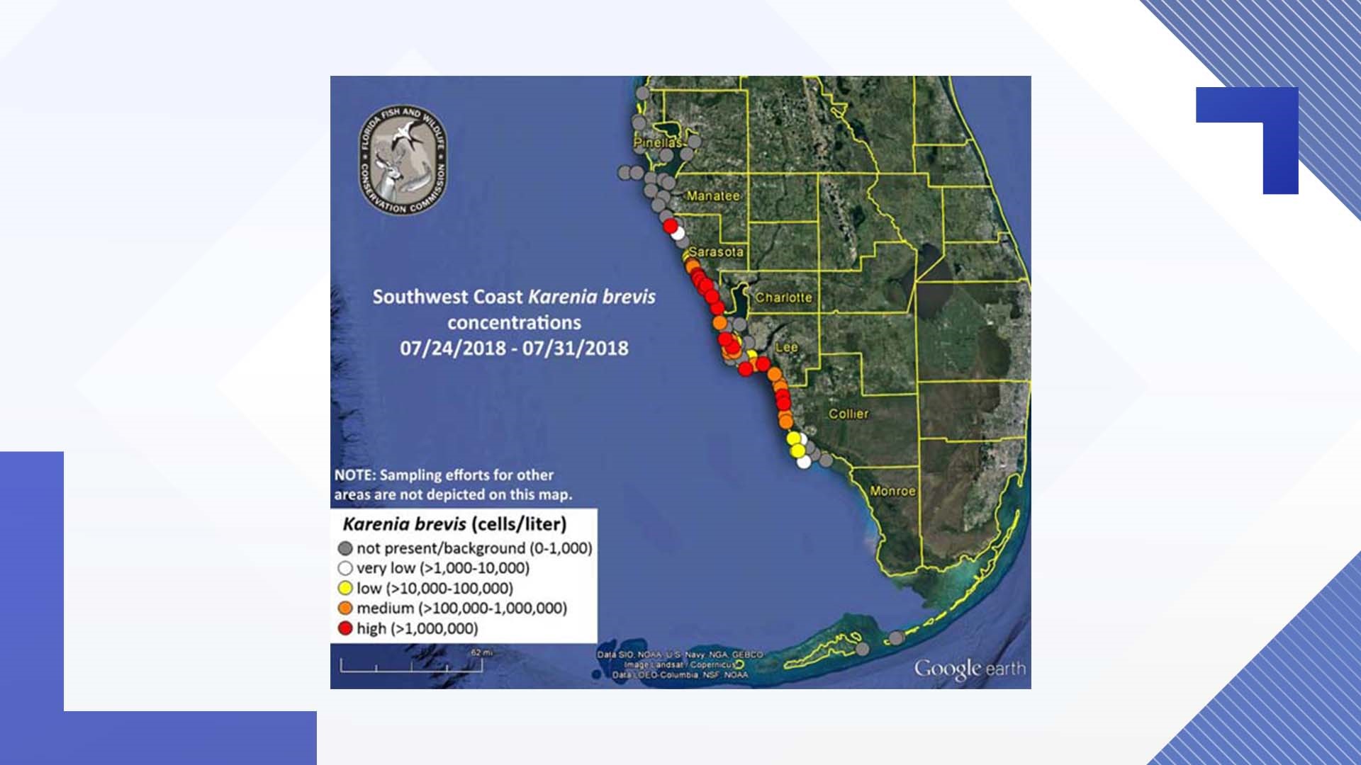 thousands-of-dead-fish-eels-wash-up-on-siesta-key-beach-as-red-tide-crisis-continues-wtsp