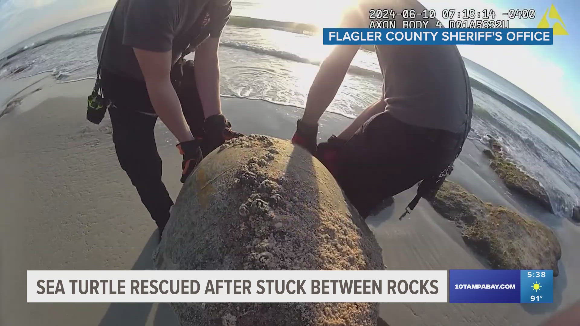The "very large" sea turtle was found in the coquina rocks along the sand dunes, deputies said on Facebook.
