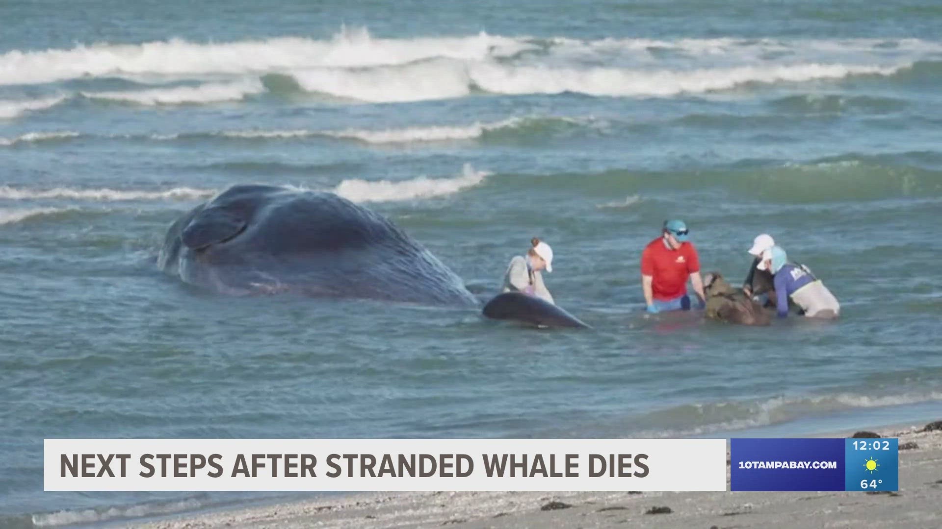 Officials said the adult male sperm whale is about 44 feet long and weights roughly 60,000 pounds. FWC confirmed it died early Monday morning.