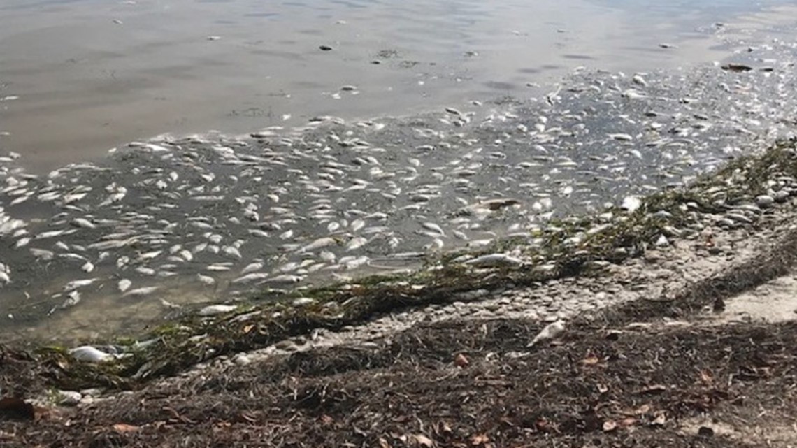 Red tide moving north into Longboat Key, beach cleanup brings in tons