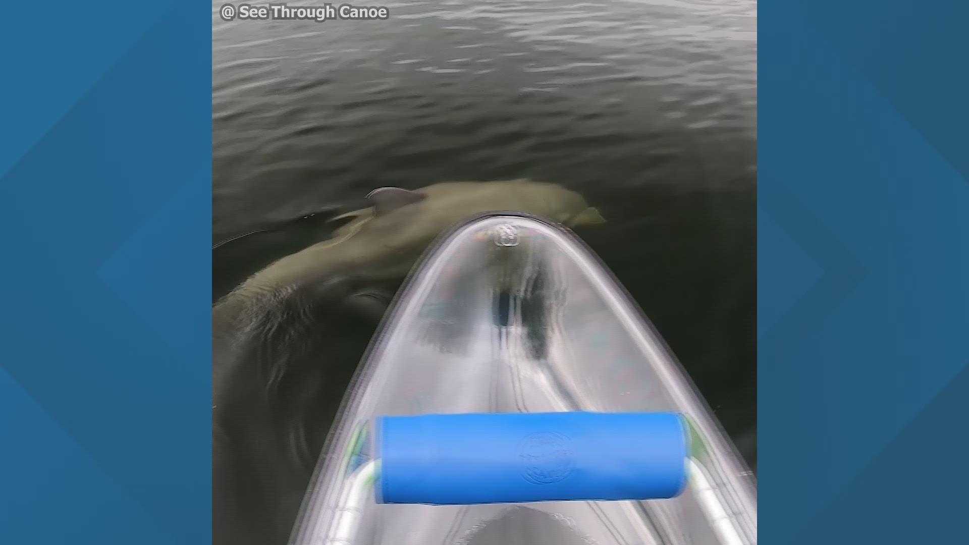 A dolphin got up close and personal as it playfully swam near a Sea Through Canoe.
