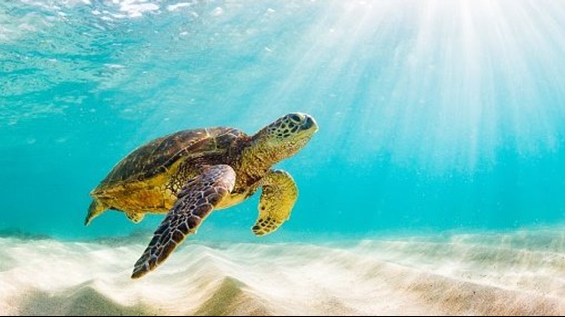 Why endangered sea turtles may be losing its male population