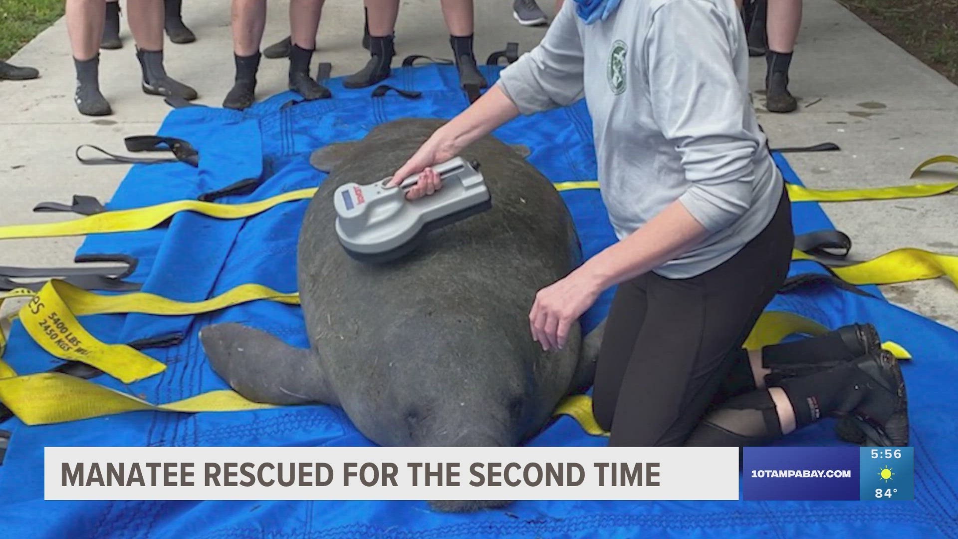 "Flapjack" the manatee was first rescued back in 2021 and again this week.