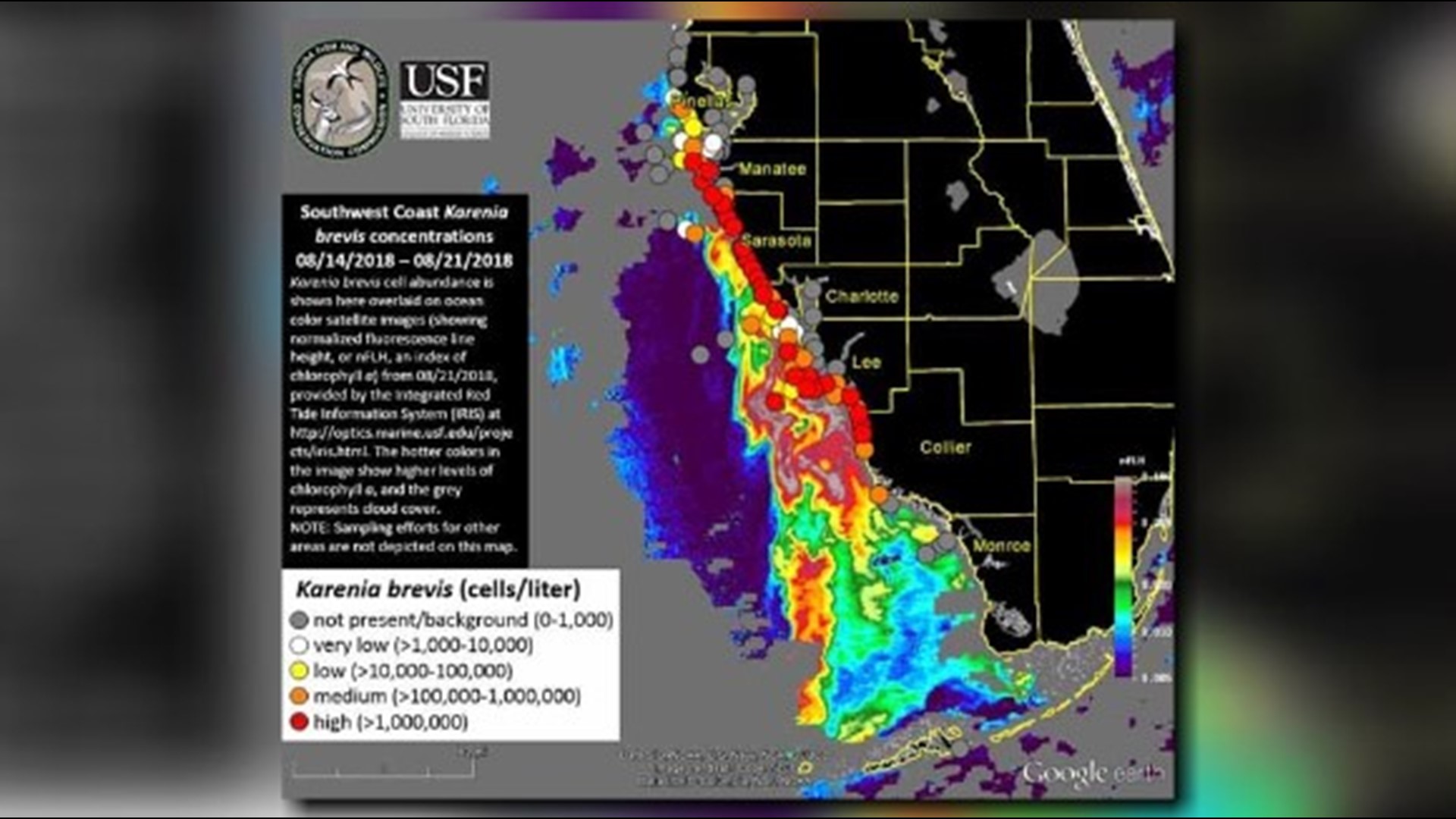 Pinellas County sees more of the red tide organism, but waters will