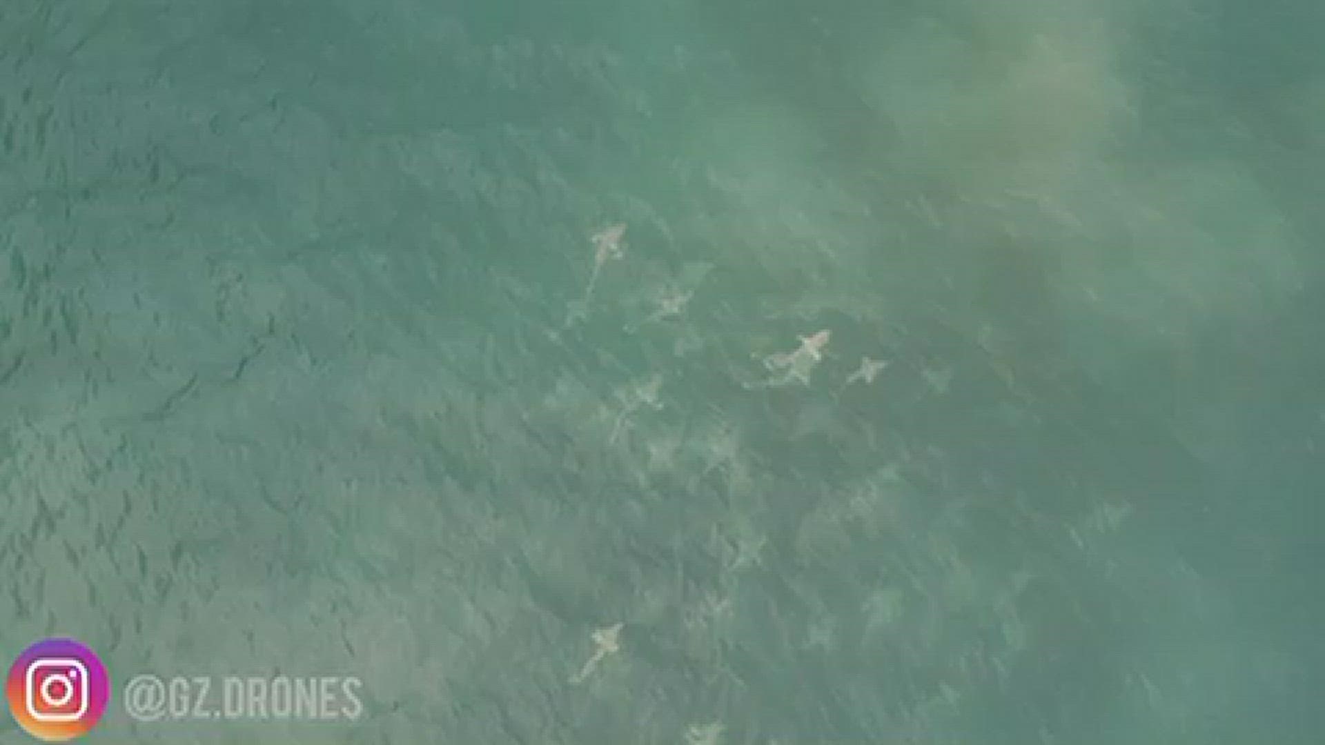 Garrett Zendek said he woke up early to catch the sunrise with his drone, but came up on a frenzy of sharks off Cocoa Beach, Florida.