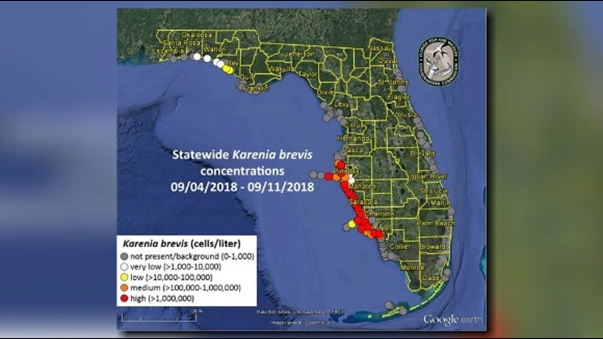 Red Tide Reaches The Florida Panhandle As Problems Persist In Pinellas
