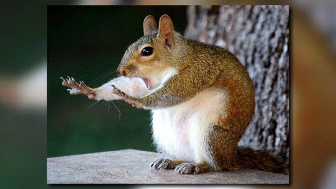 Brandon woman's hilarious squirrel photo a top pick in NatGeo's Funniest  Animal Photos of 2018 