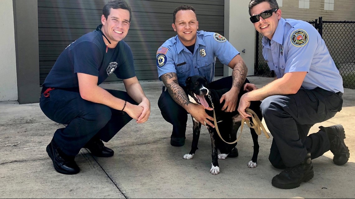 Palm Harbor Fire Rescue adopts burned puppy Ruby as firehouse dog