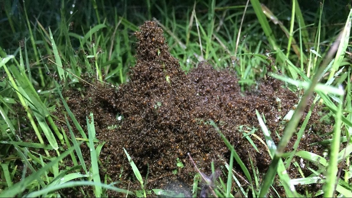 The horror Fire ants spotted floating atop Carolina floodwaters