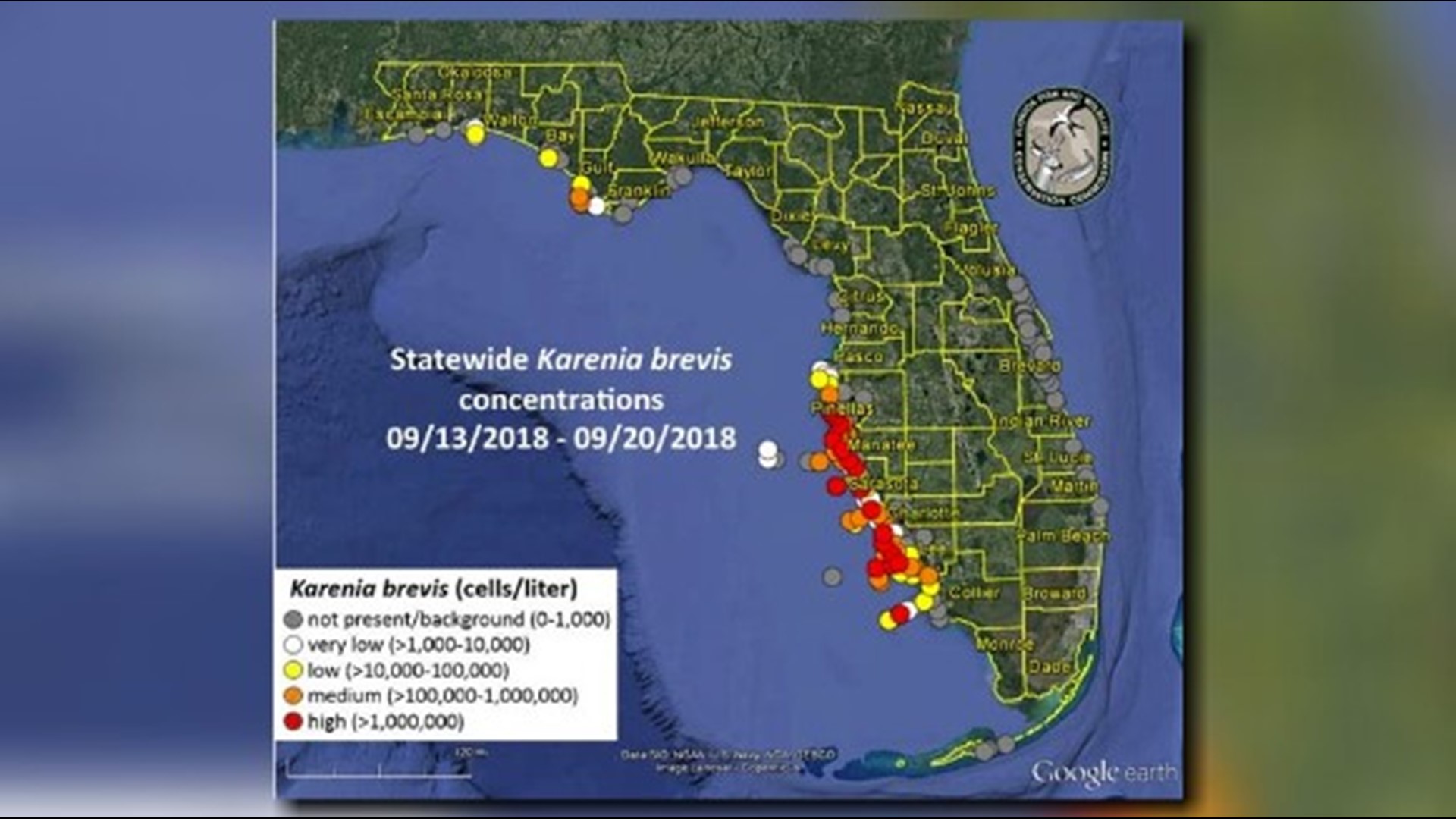 Red tide continues to stretch from Pinellas County to Collier County