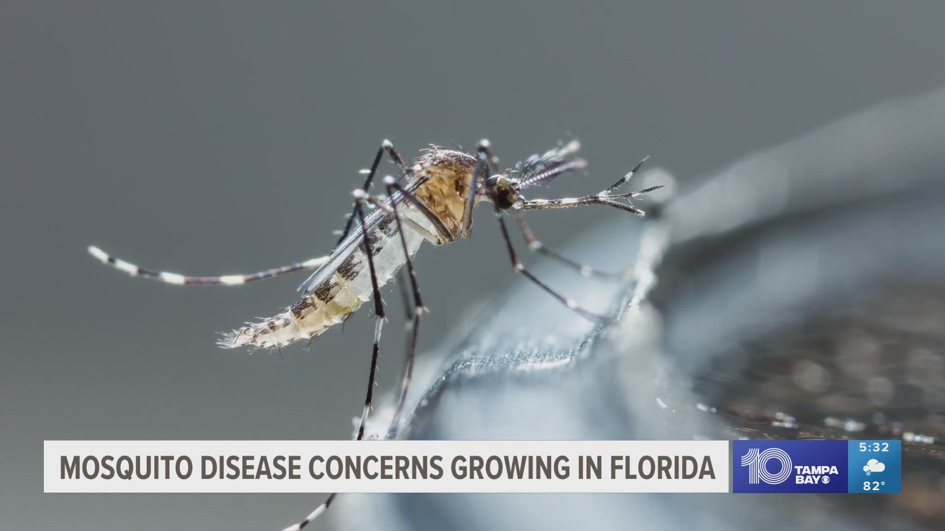 Sarasota County Mosquito Management has ramped up treatment to tackle the mosquito population.