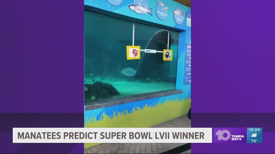 Mote Marine Lab manatees predict Super Bowl LVII winners