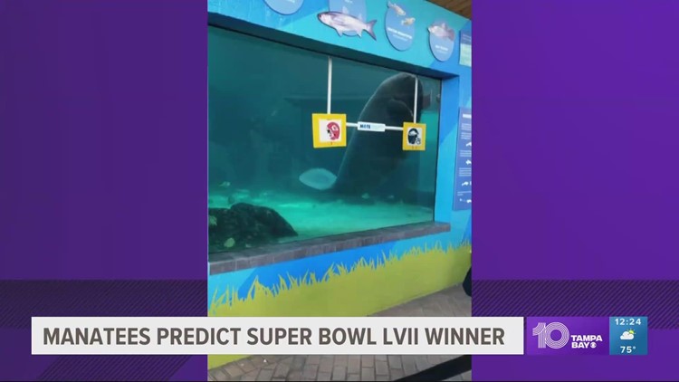 Mote Marine Lab manatees predict Super Bowl LVII winners