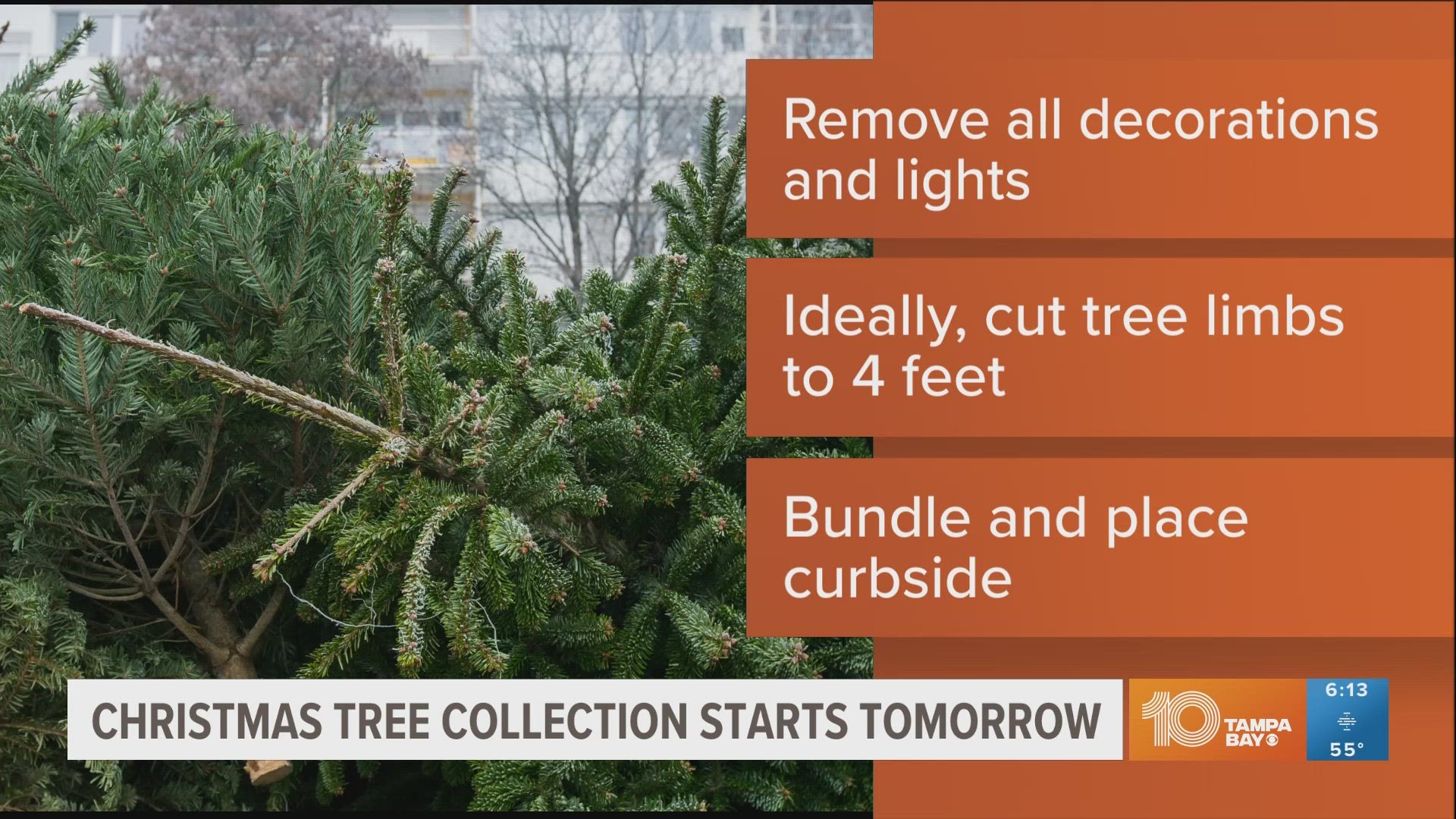 If you need to discard your live Christmas tree, pickup services in Tampa start on Tuesday.