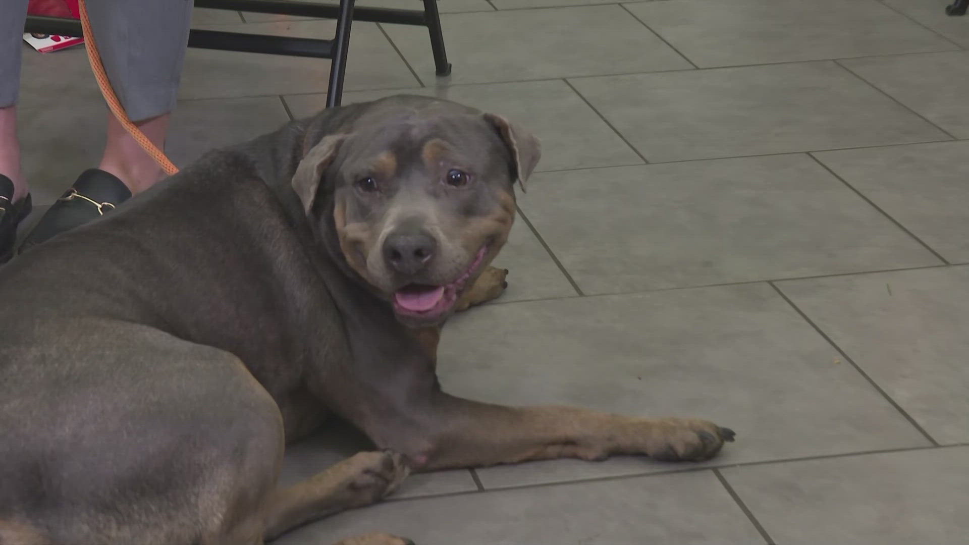 Donations to the non-profit help dogs like Daniel find their forever home.