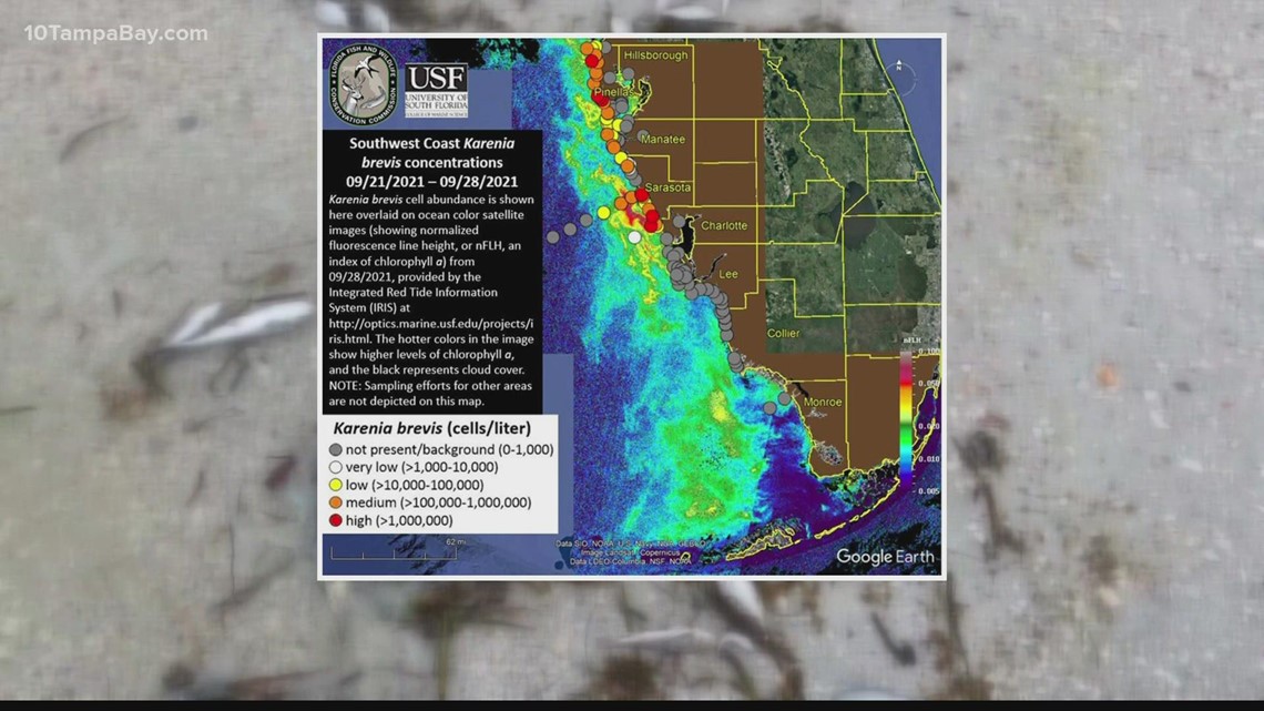 Red tide back, vastly impacting Sarasota County beaches