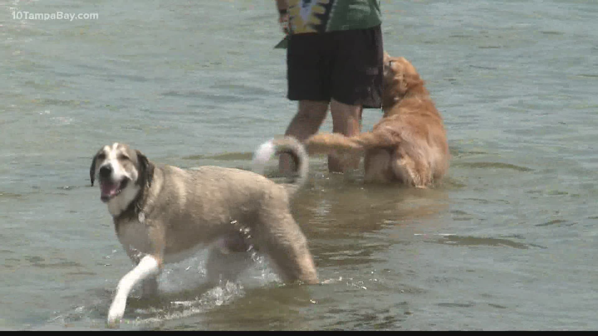 We know red tide is killing marine life, but it can also negatively impact your pet's health.