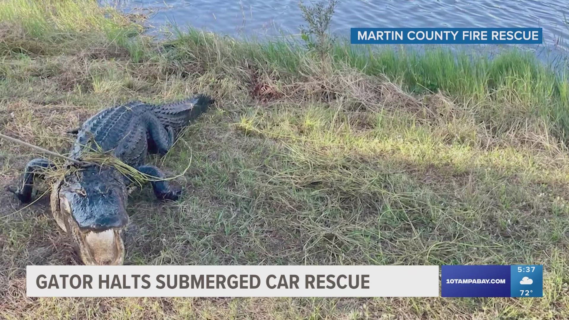 The alligator was eventually removed and relocated, and the mission continued.