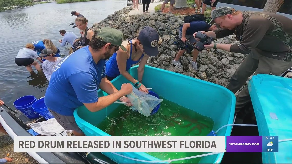 Red Drum fish released in Southwest Florida