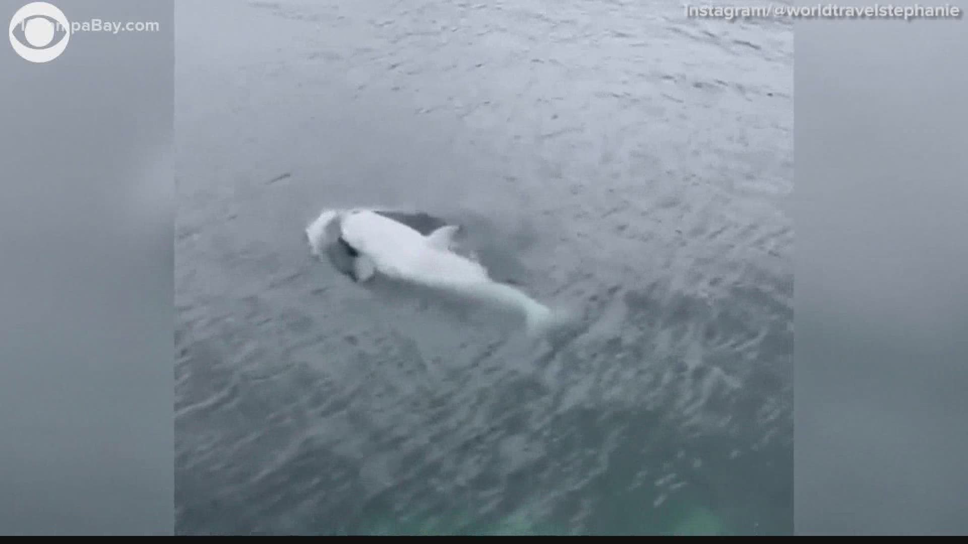 There have only been 8 white orcas recorded in the wild, which makes this sighting quite rare.