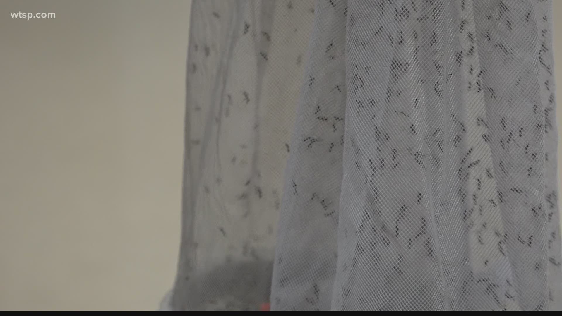 Tampa Bay has no shortage of mosquitoes and Hillsborough County is making sure they don't carry more diseases during this pandemic.