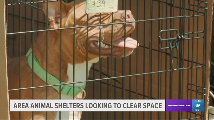 Tampa Bay area shelters look to clear shelters to help Hurricane Ian pets