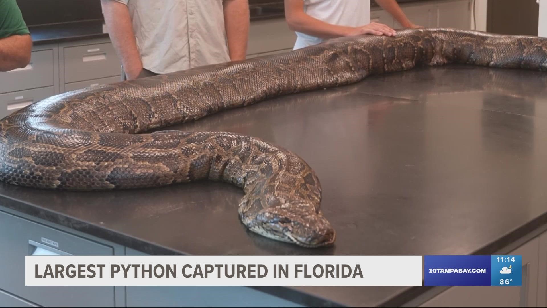 The python weighed 215 pounds and upon dissection, discovered 122 eggs inside.