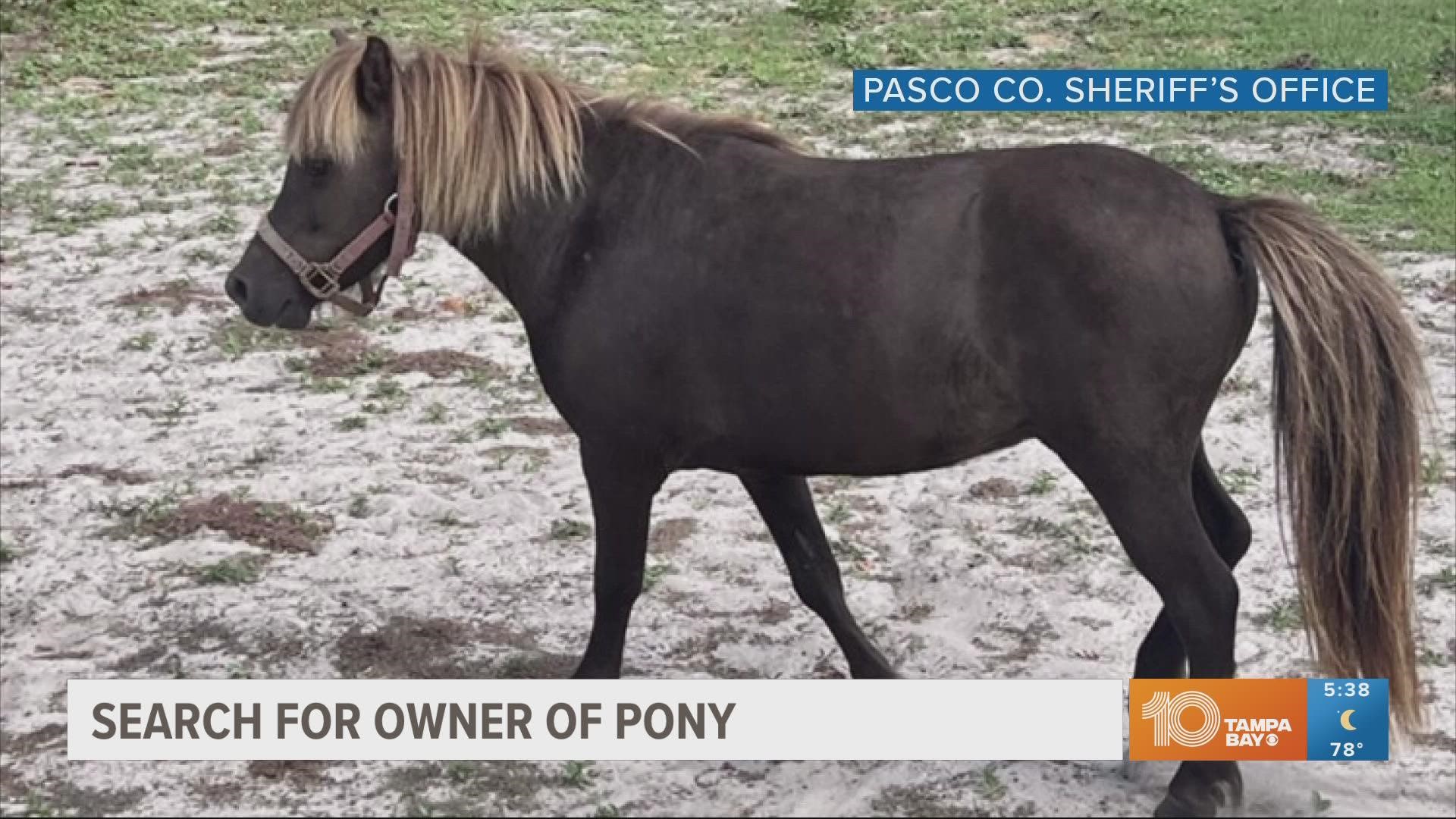 He was spotted trotting alone near Platinum Drive and Monteverde Drive in Spring Hill.