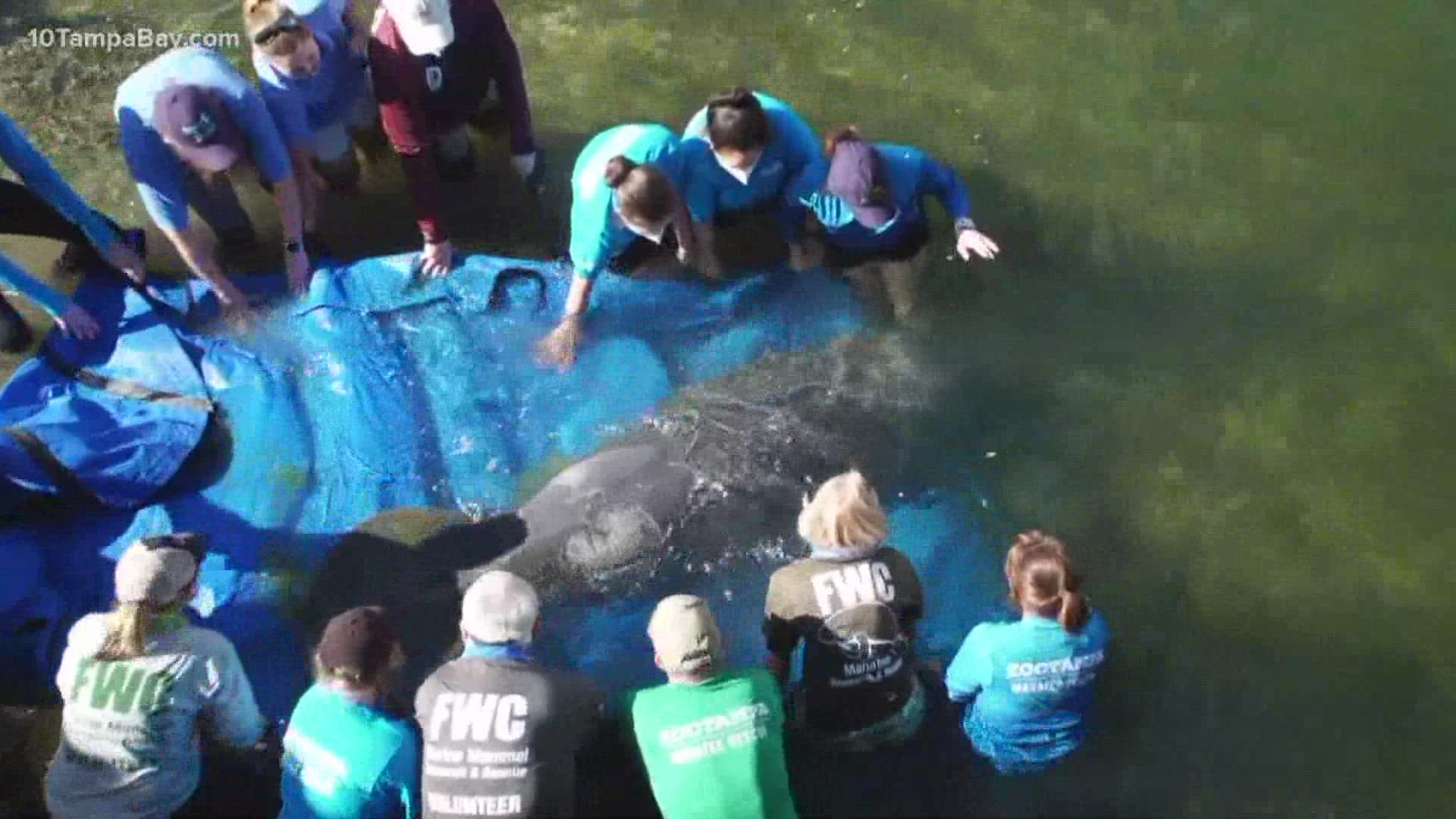 Rehabilitated Manatee Successfully Released Back Into Water At The TECO ...