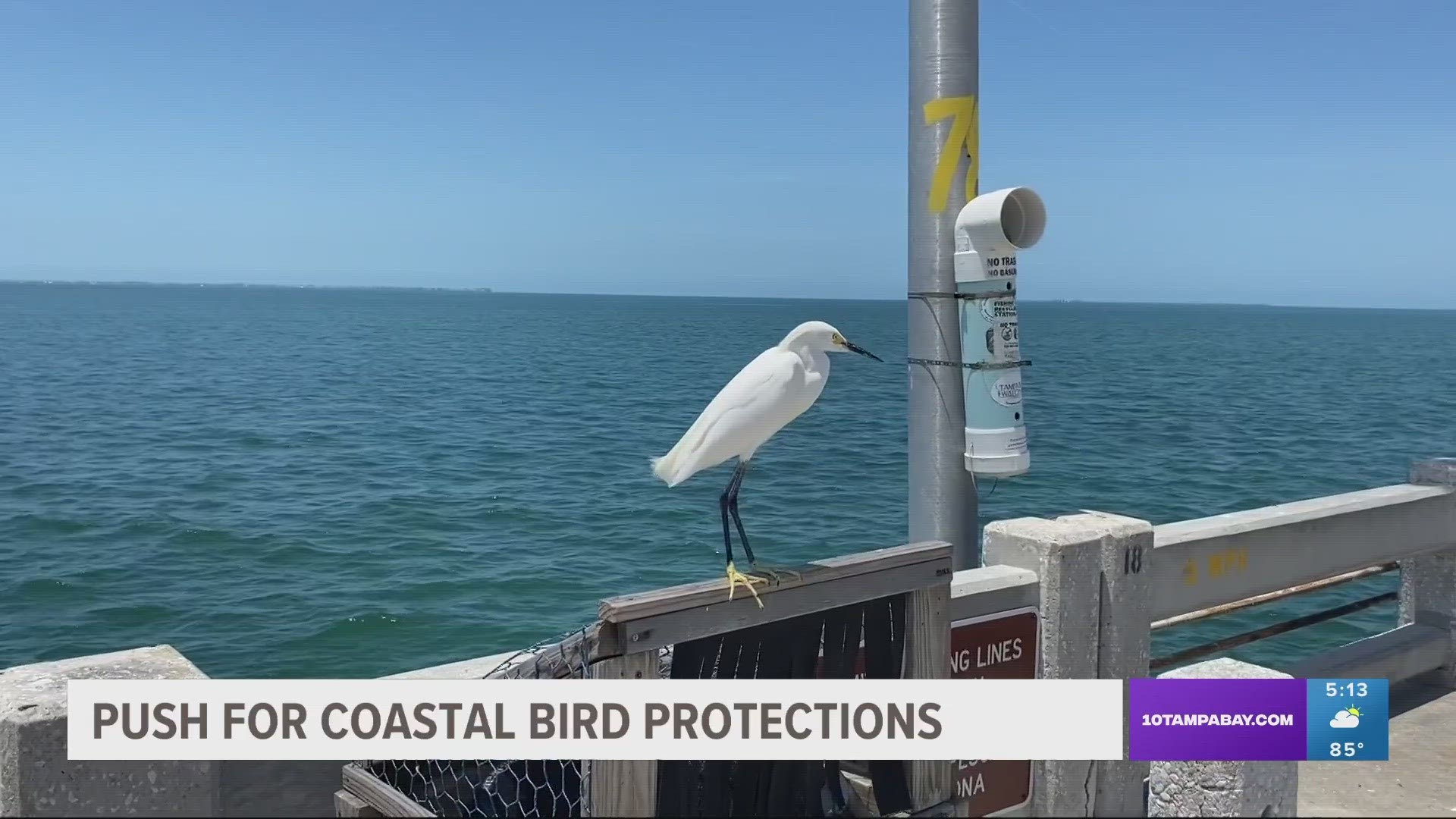 According to Friends of the Pelicans, more than 1,000 seabirds were rescued from the Skyway Fishing Pier last year.