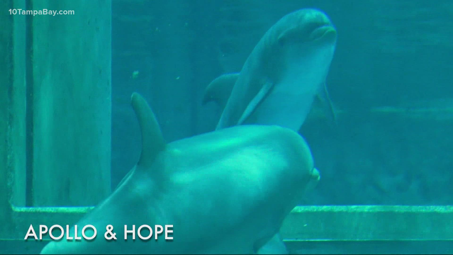 The trio was able to swim in the same pool after Apollo's acclimation period.