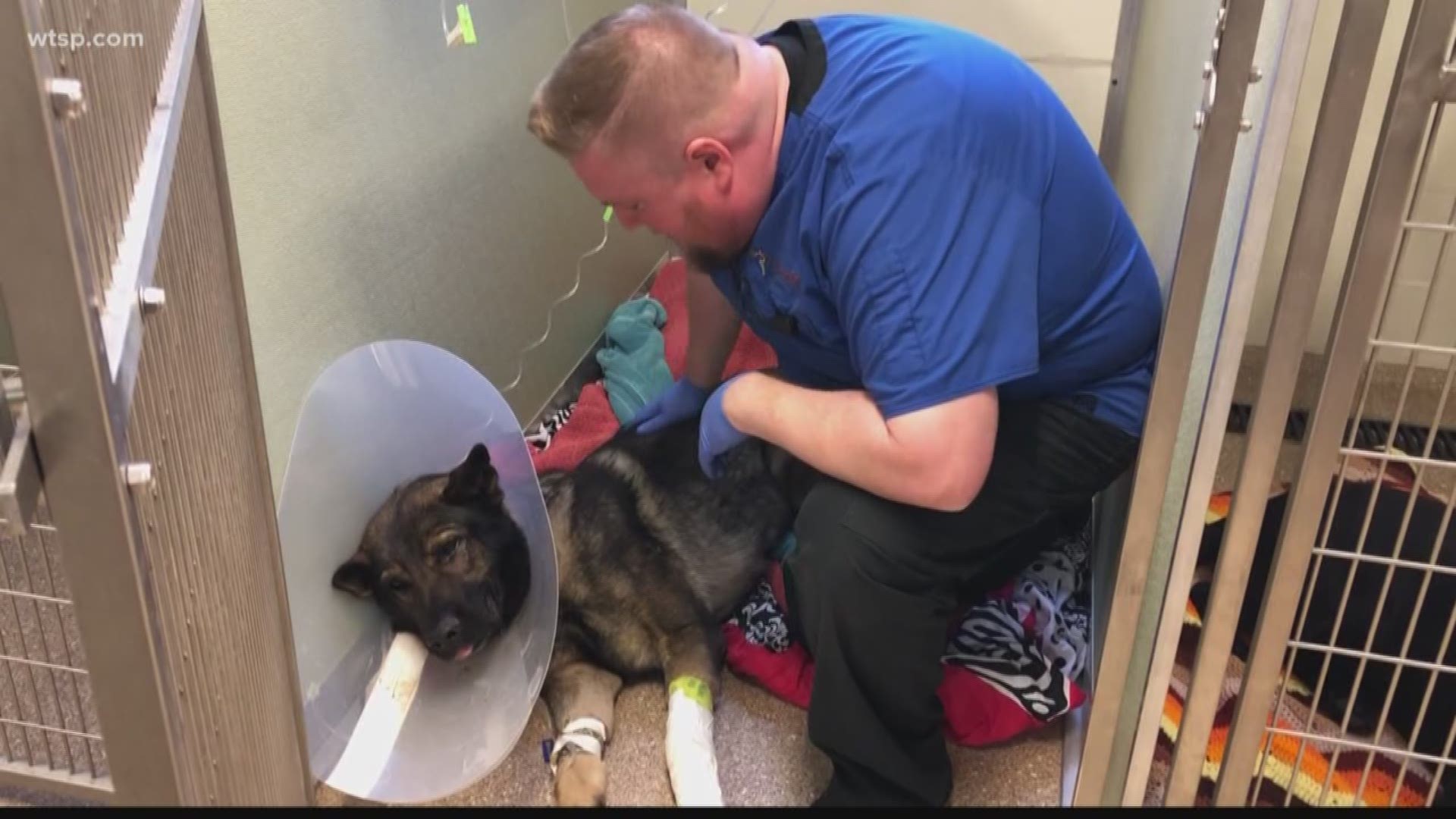 St. Petersburg Police K-9 ‘Titan’ is expected to survive injuries he sustained in a shooting early Friday morning.

But officials say it is too early to know if Titan will recover well enough to ever get back on the street.