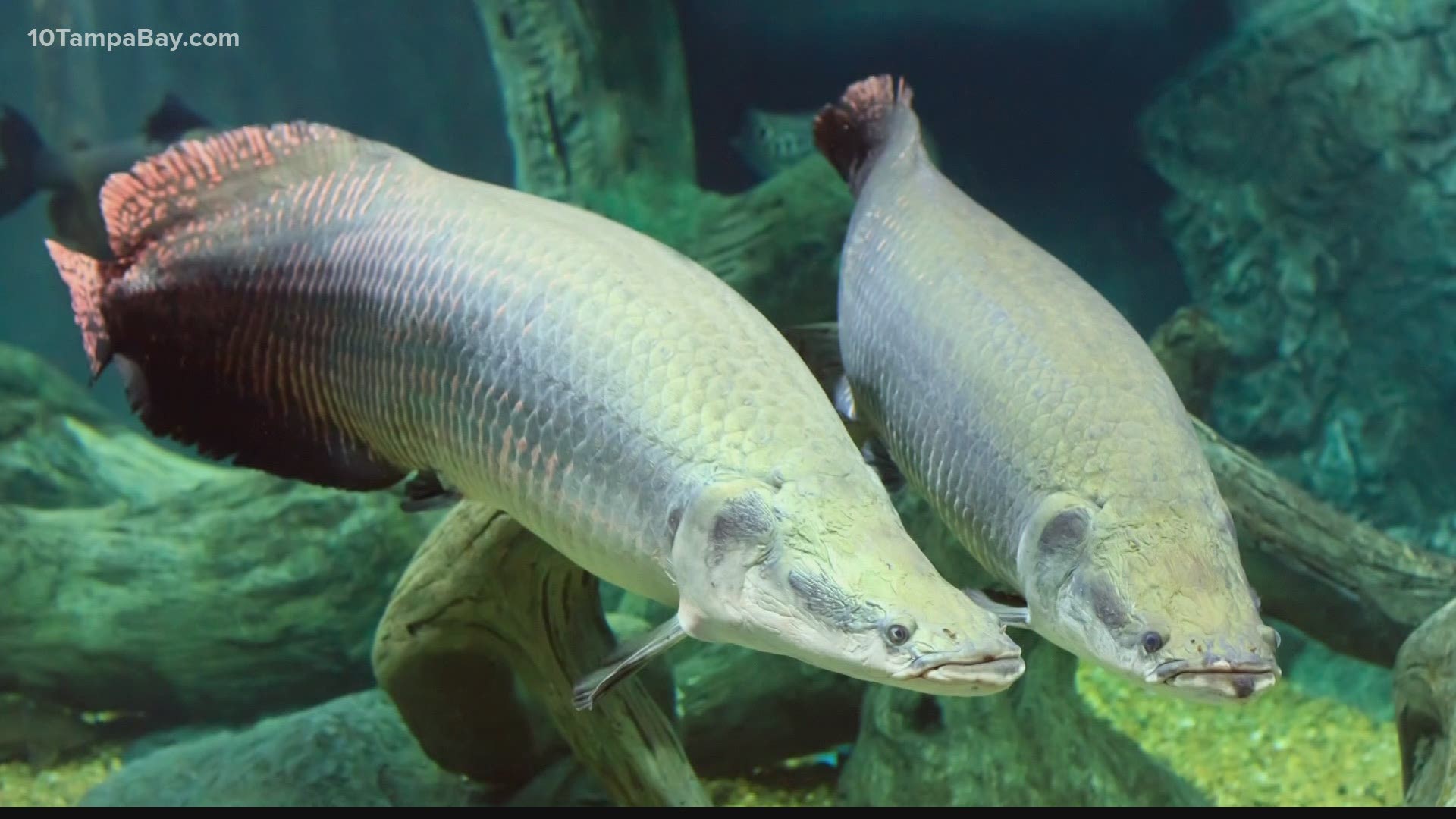 The arapaima is the state's newest invasive species and it could pose a threat to our native wildlife.