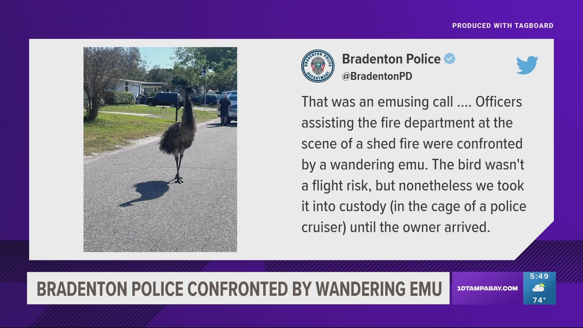 Police were confronted by the flightless bird while assisting with a shed fire.