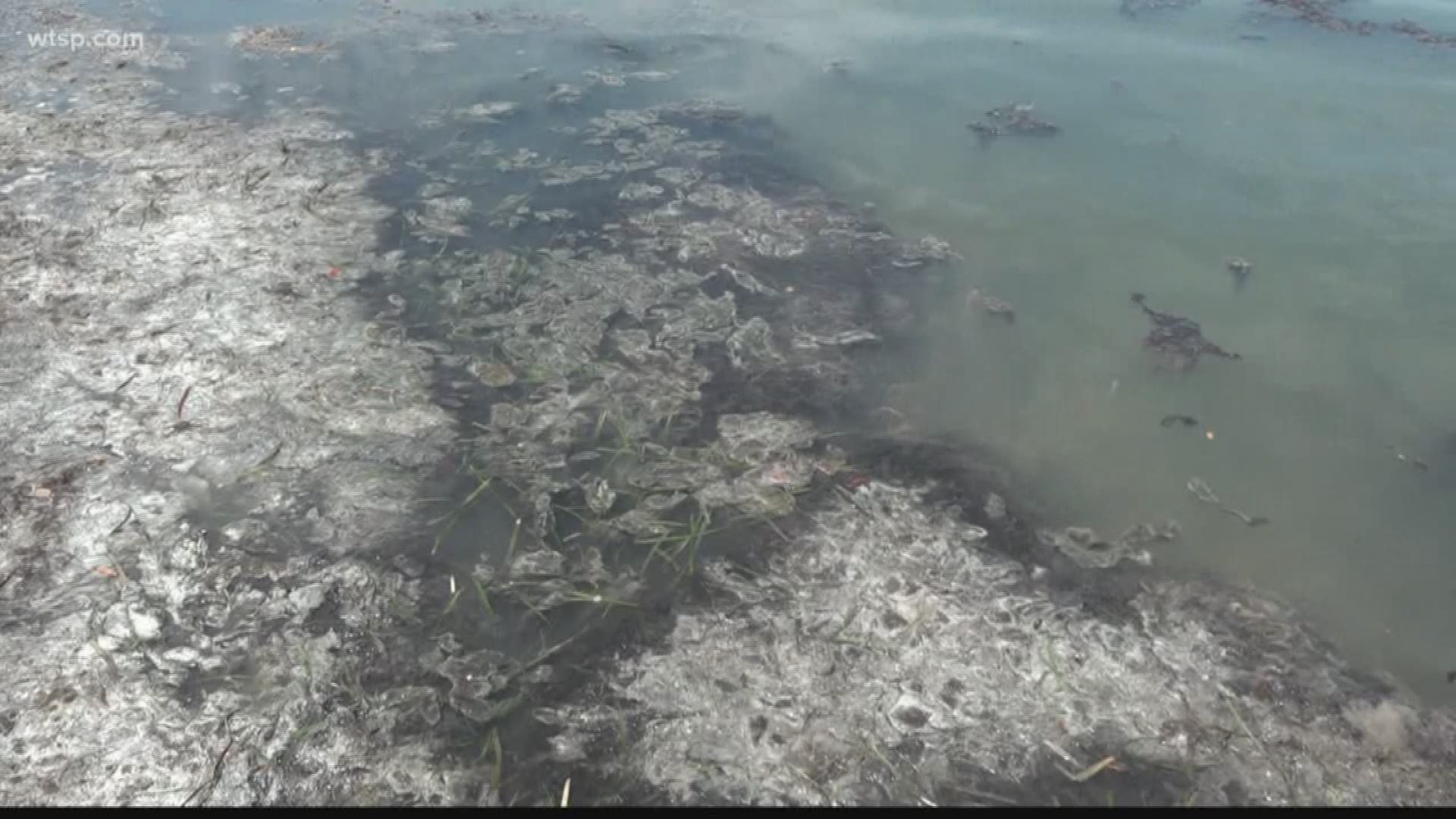 While we saw that blue-green algae clogging up canals all over South Florida last summer, there's a different type popping up in some Sarasota area waterways.