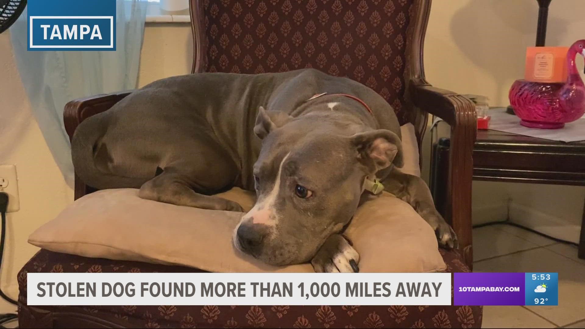 A Tampa couple found their stolen pup more than 1,000 miles away.