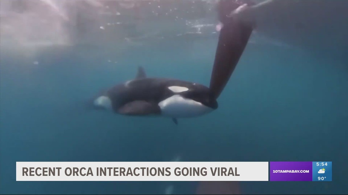 Yes, orca encounters with boats have increased, but only in one part of ...