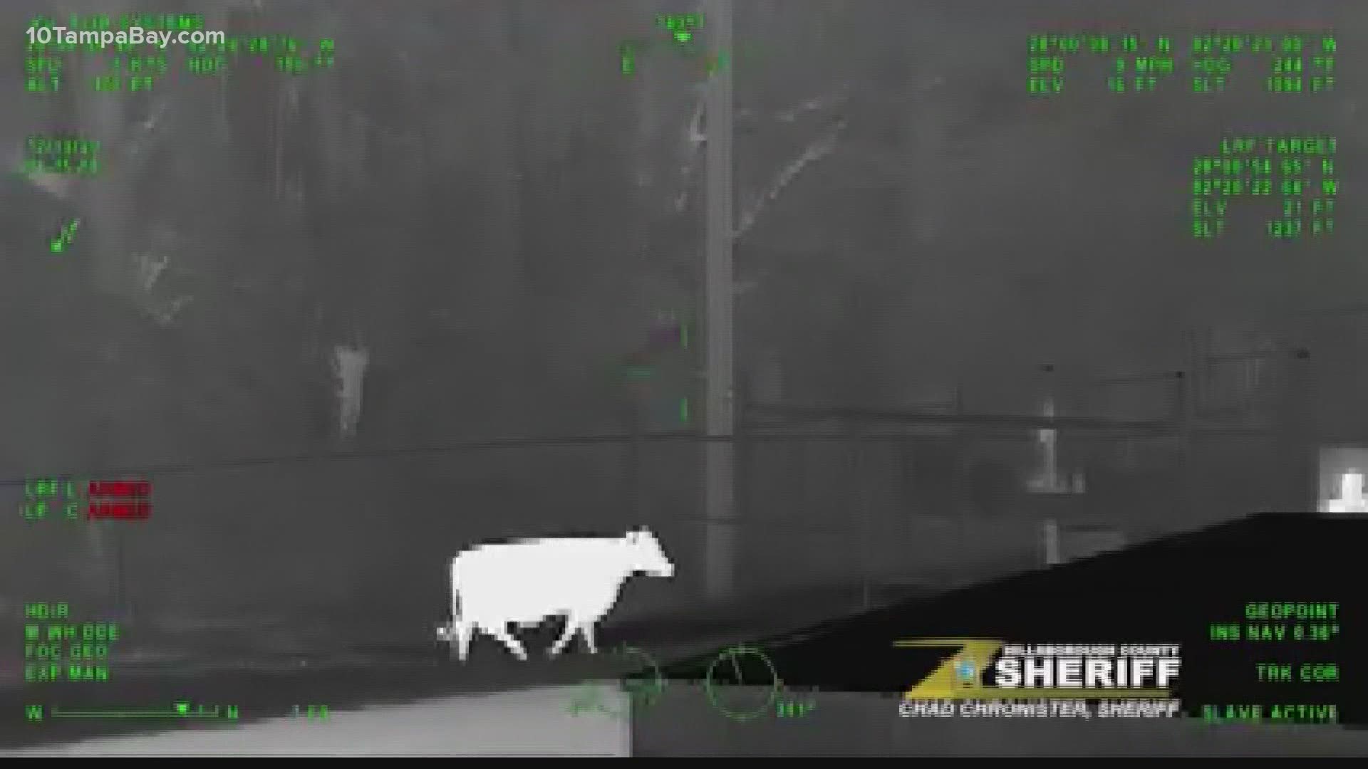 Airport workers and the Hillsborough County Sheriff's Office worked to move the cow before a plane could hit it.