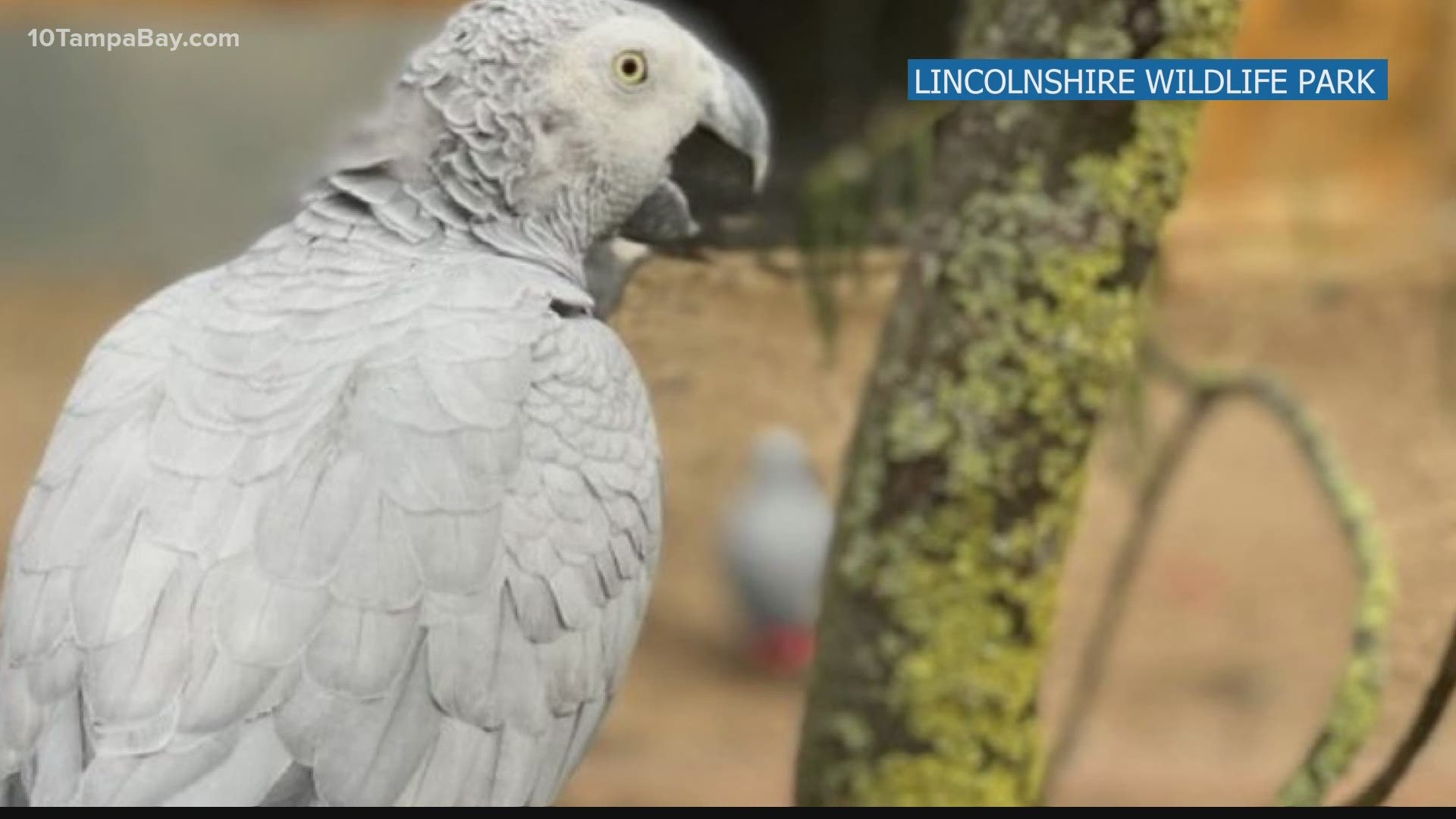 Swearing parrot removed from UK wildlife park