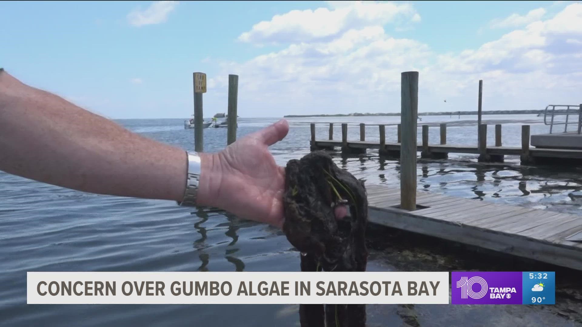 Divers found the presence of a very substantial amount of macroalgae on the bottom of the bay at 10 sites in upper Sarasota Bay.