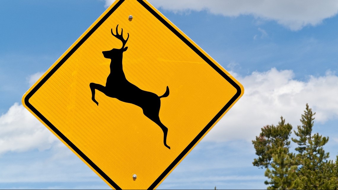 You're More Likely To Be Hit By A Deer Than Date A Millionaire: State ...