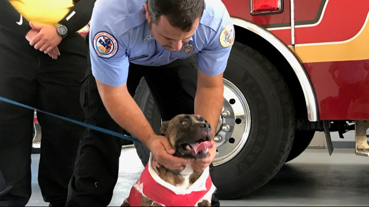 Dog Badly Burned In House Fire Meets The Pasco Fire Rescue Heroes Who ...