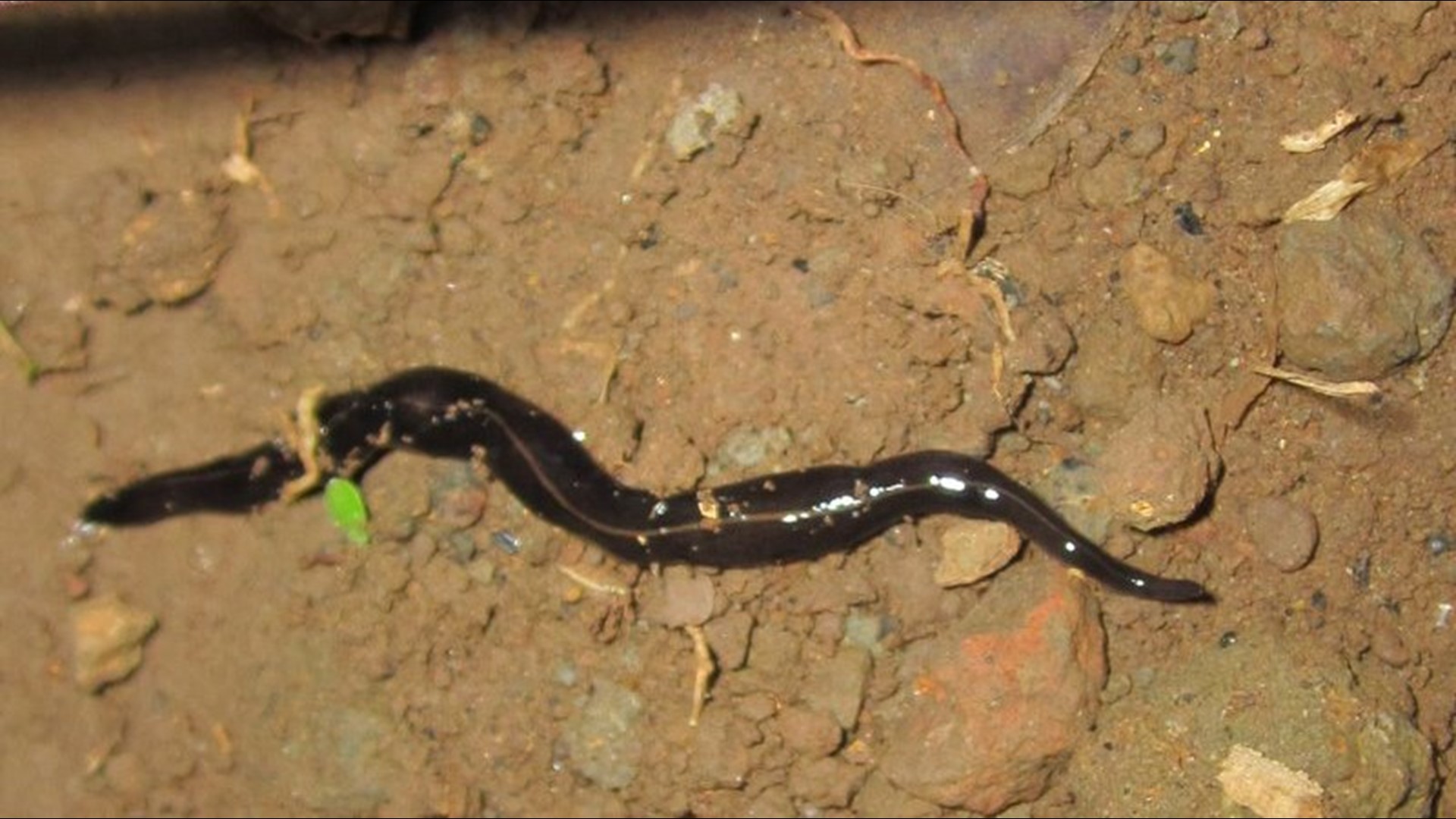 florida flat worm