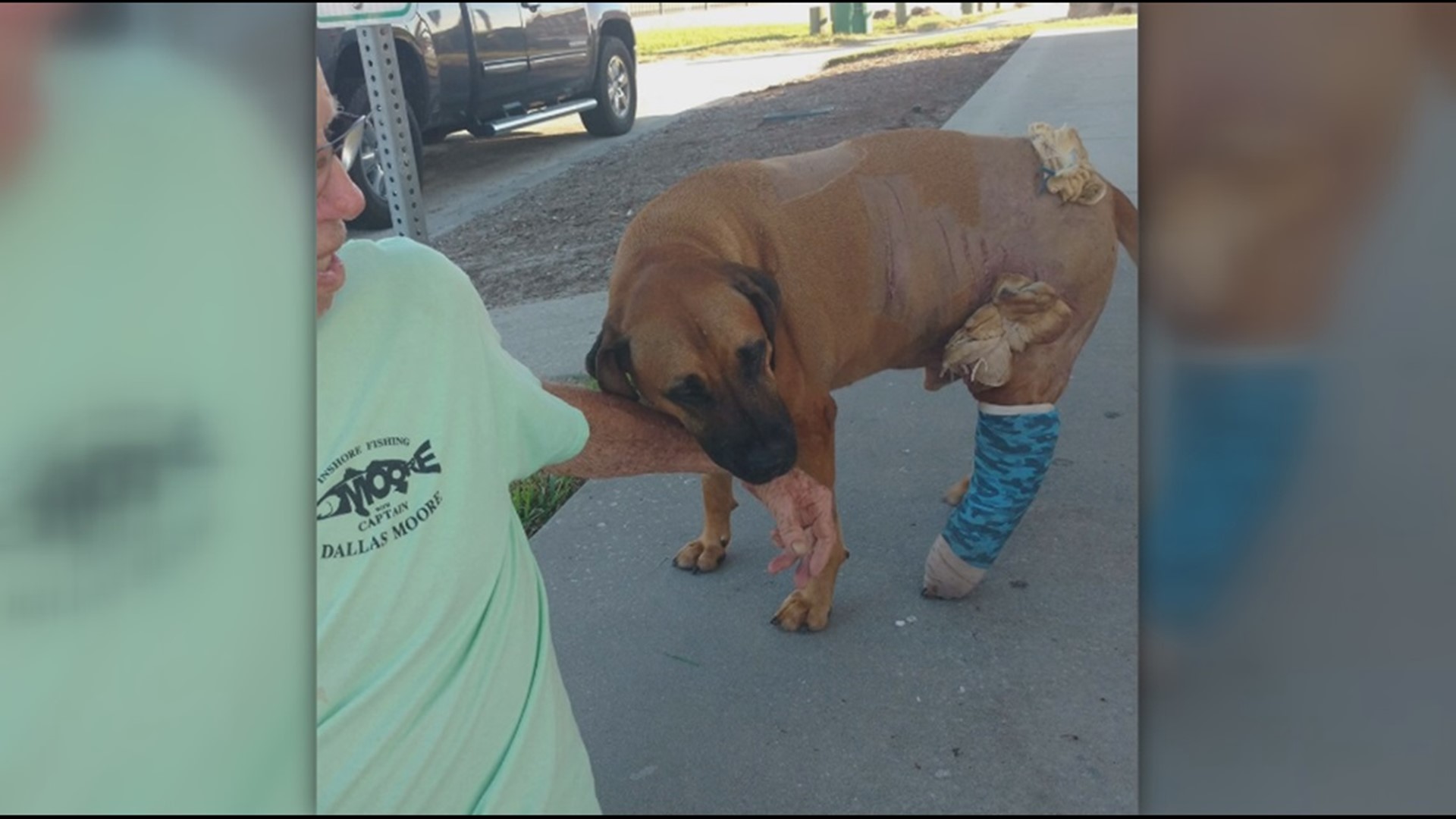 Florida dog gets to dine on alligator that attacked him