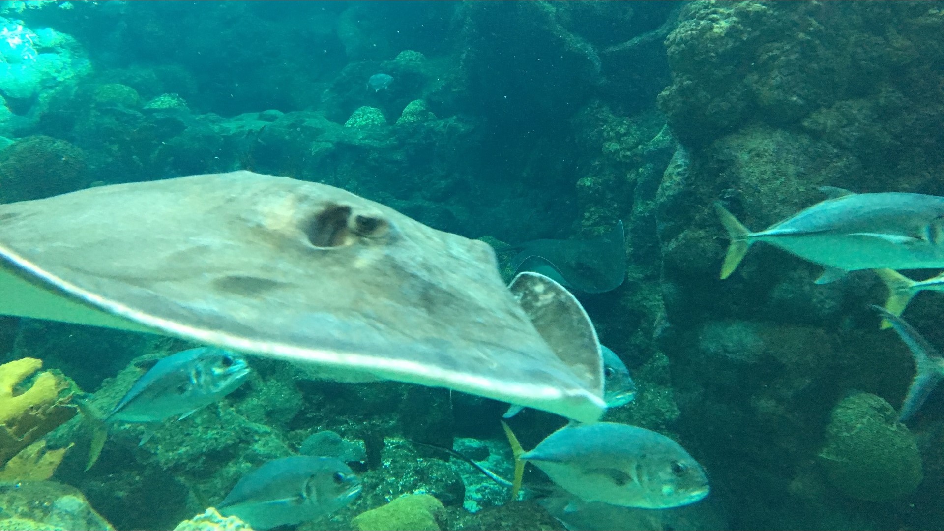 PHOTOS Sensory Guppyween gives kids a special trickortreat