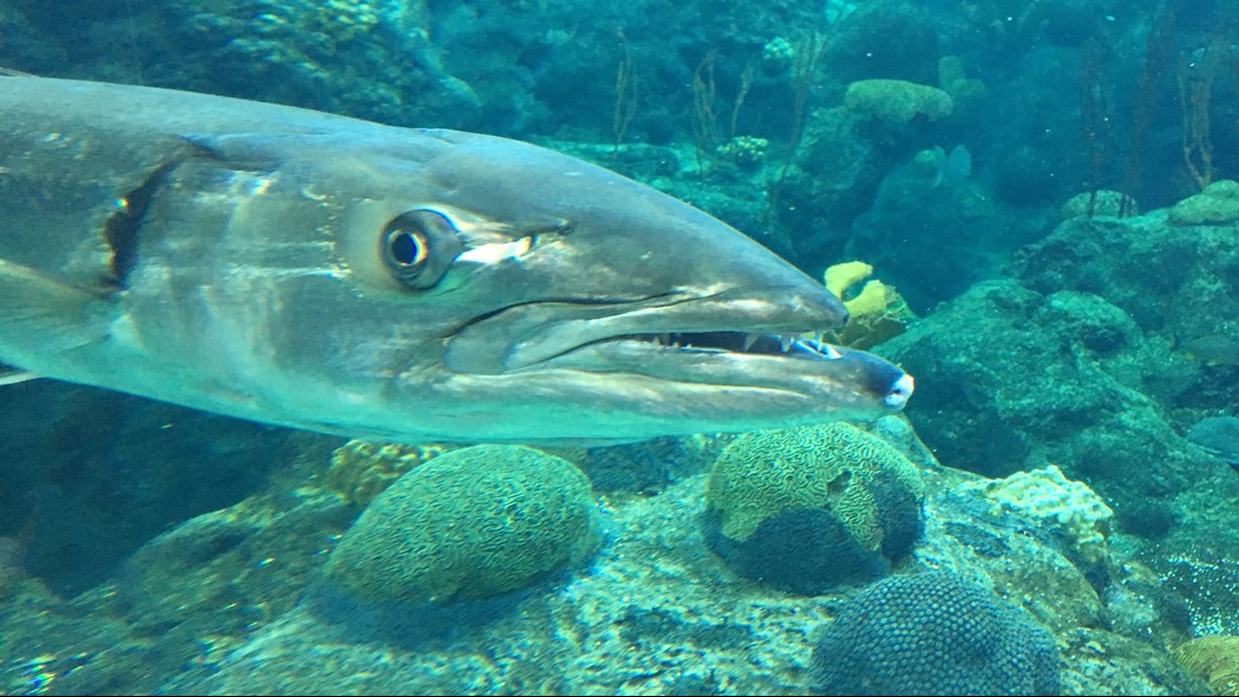 PHOTOS Sensory Guppyween gives kids a special trickortreat