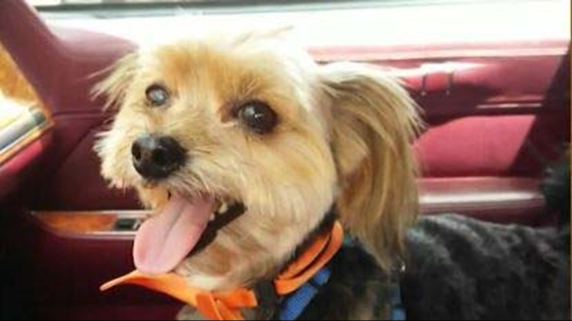 'I kicked the living hell out of that bear': Florida man 