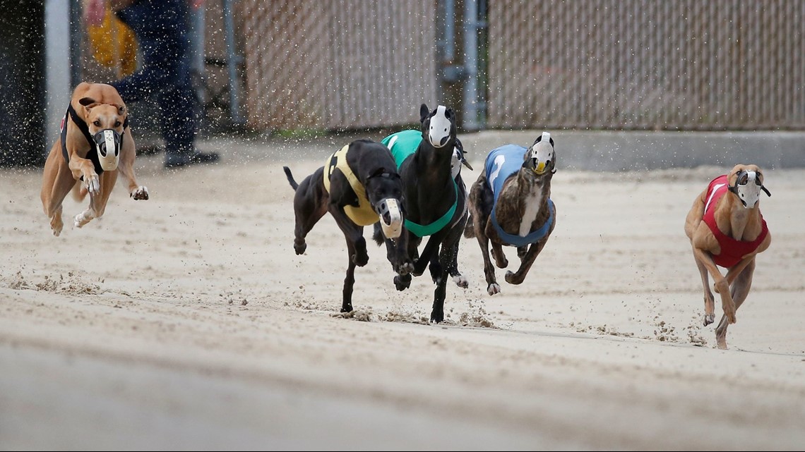 Commercial dog racing to end by 2020 with passage of Amendment 13 ...